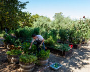 Chef peter harvesting from the garden