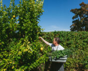 Staff picking fruit off a tree